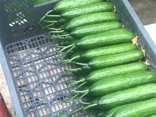 greenhouse cucumber for sale, own production. I invite you.