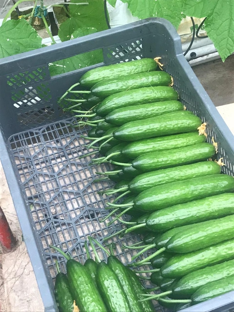 greenhouse cucumber for sale, own production