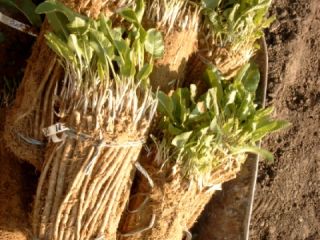 Horseradish seedlings will be available from January 1, 2020!