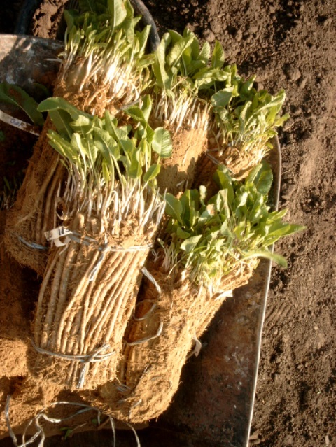 Horseradish seedlings will be available from January 1, 2020! Ready for planting in packages of 200 pieces in stacks (germinated or rooted) Expected delivery