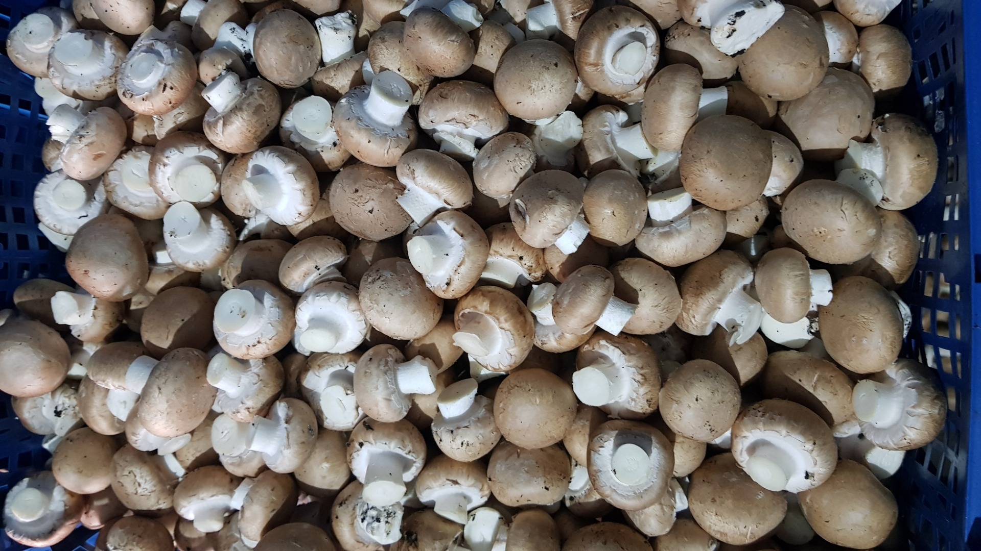 I will sell brown mushrooms, oyster mushroom and shitake