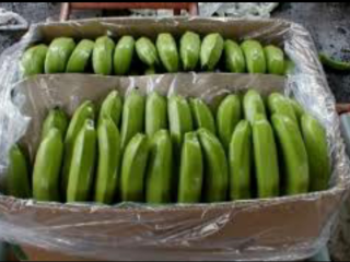 Banana in boxes weighing 19.5 kg, PLN 2.9 per