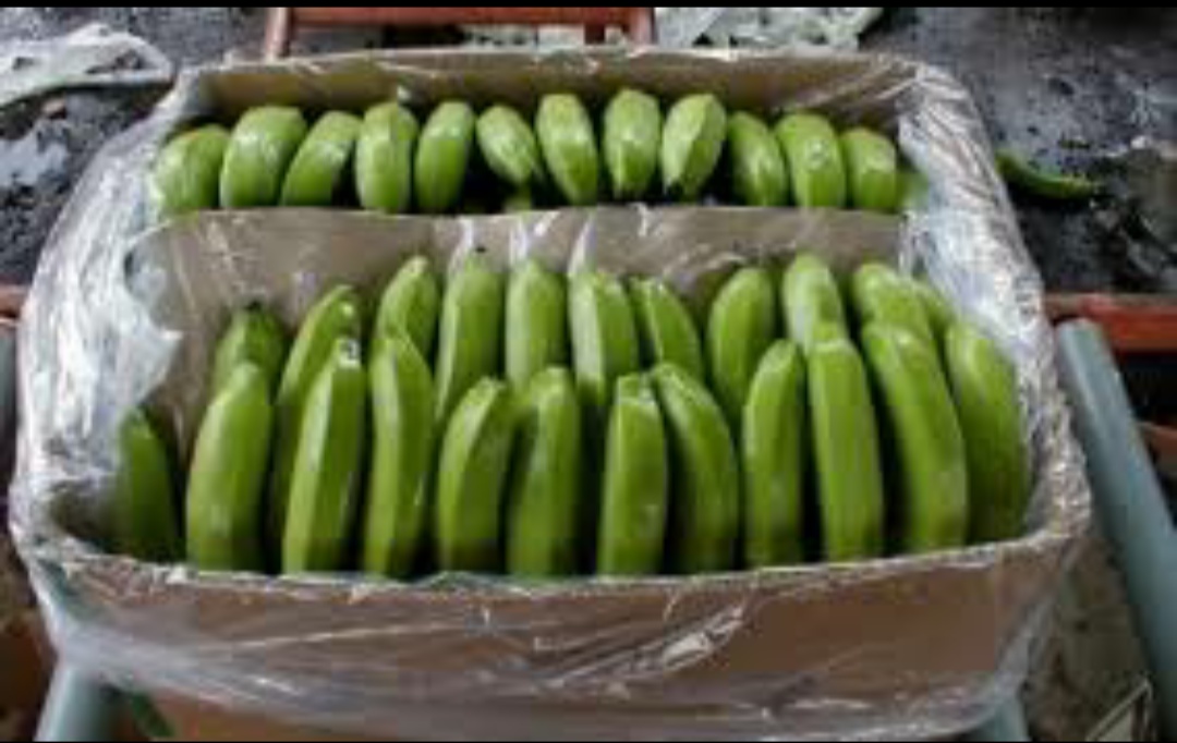 Banana in boxes weighing 19.5 kg, PLN 2.9 per kilo