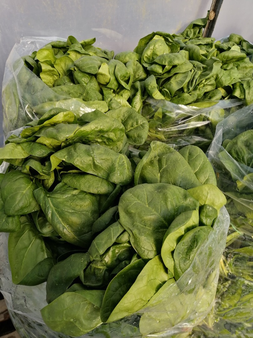 FOR SALE SPANAC Romanian, in large quantities