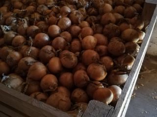 I will sell onions in golden phaser shelled, 5-9