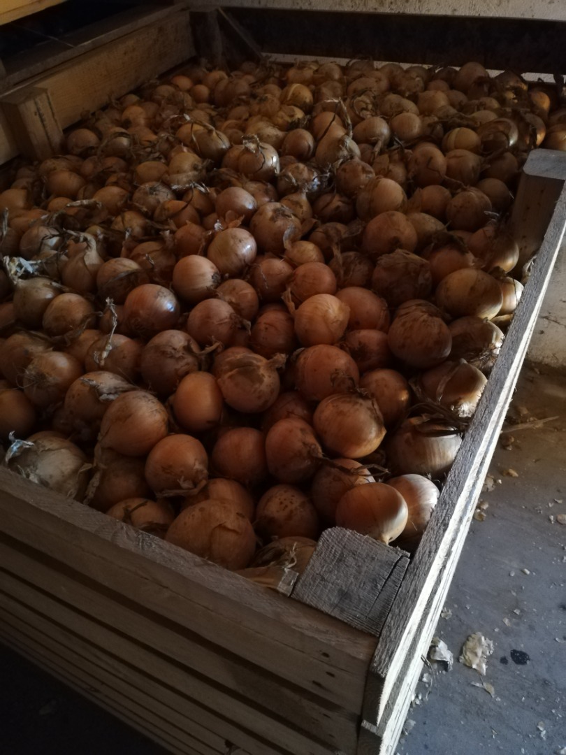I will sell onions in golden phaser shelled, 5-9 sack, big Beg