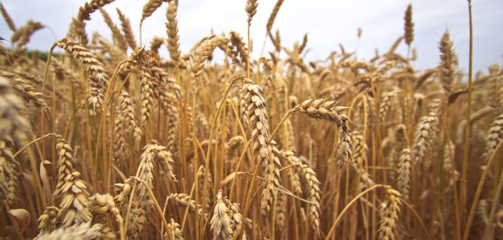 Hello, I will buy any quantity Orkisz / Orkisz Bio / Pszenica Bio / Maize / Pszenica Konsumpcyjna / Pszenica Paszowa