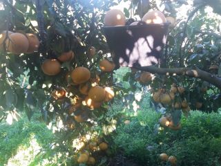 Hello. Sale. Pomelo BIO from Corsica more. Price: 0.70
