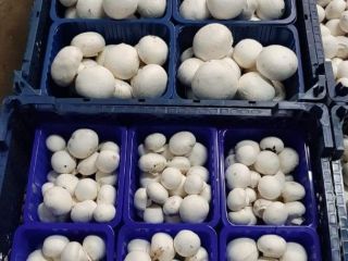 We are a producer of white mushrooms. We will