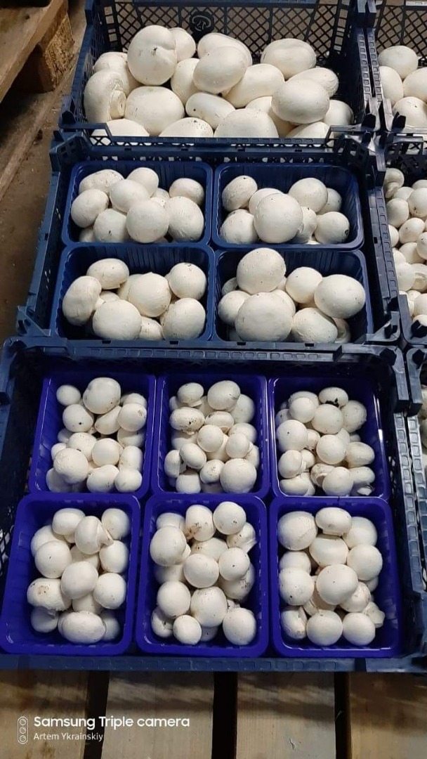 We are a producer of white mushrooms