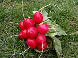 Hello, I have a radish for sale, Donar variety,