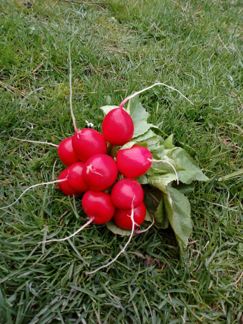 Hello, I have a radish for sale, Donar variety, very tasty