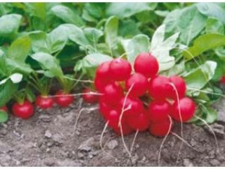 I will sell a Donar radish. High quality product.