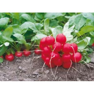 I will sell a Donar radish
