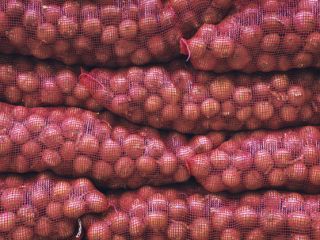 we have fresh harvest of red and yellow onion,