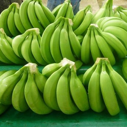 Green Cavendish Banana Cavendish bananas are the fruits of a banana cultivar belonging to the Cavendish subgroup called AAA cultivar group