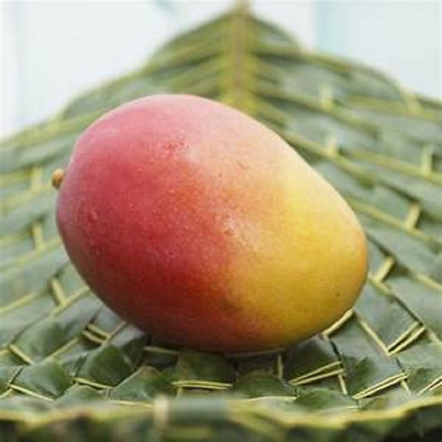 high quality fresh mango, contact directly, What'sapp: email