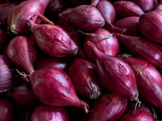 we have fresh harvest of red and yellow onion,