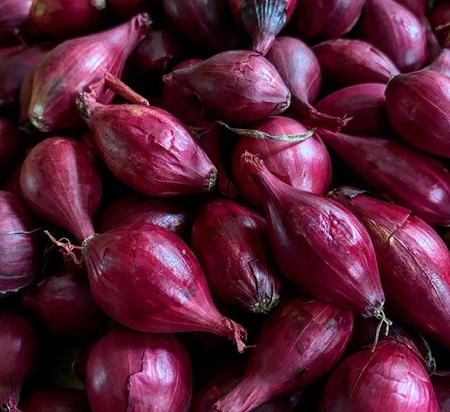 we have fresh harvest of red and yellow onion, please contact directly, What'sapp: email