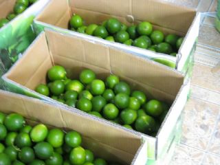 Juicy gresh sweet Graps Please contact directly, Email