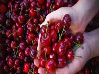 Red Sweet Cherry Please contact directly, Email