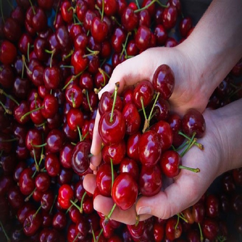 Red Sweet Cherry Please contact directly, Email