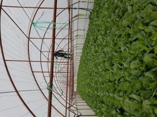 Fresh white cabbage from solar 2020 extraterrestrial.
