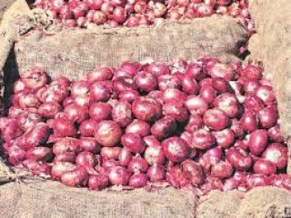 we have fresh harvest of red and yellow onion,