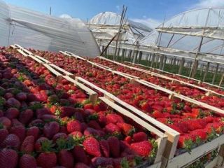 STRAWBERRIES DIRECTLY FROM A MANUFACTURER IN ALBANIA! Sensational taste