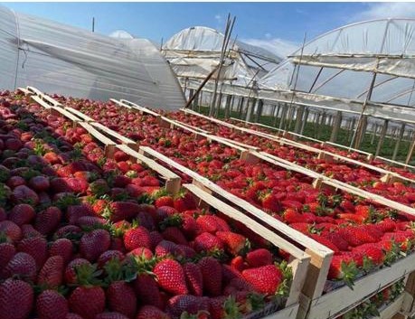 STRAWBERRIES DIRECTLY FROM A MANUFACTURER IN ALBANIA! Sensational taste and smell !!! Varieties available: Kamarosa and Fortuna