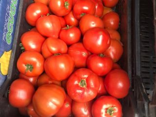 Tomatoes DIRECTLY FROM A MANUFACTURER IN ALBANIA! Sensational taste