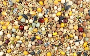 I will sell Peas Hat Len Millet Sunflower BLACK VOICE SORGO - Kamieniec Ząbkowicki - contact 24h we invite you to cooperation !!!! for sale: Pea hat LEN PROSO