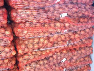 we have fresh harvest of red and yellow onion,