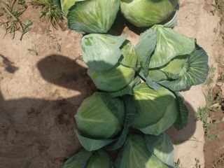 We sell young cabbage from sunny Uzbekistan. Cabbage of
