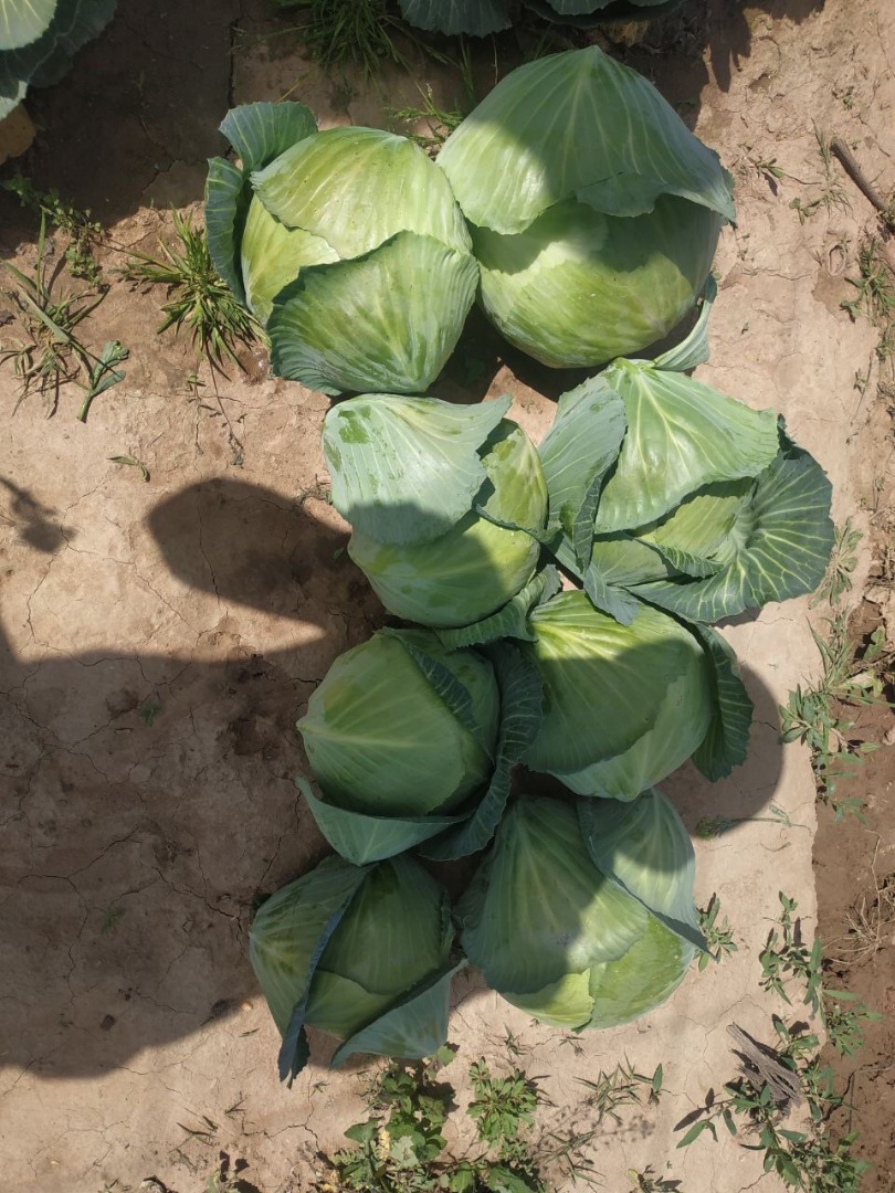 We sell young cabbage from sunny Uzbekistan