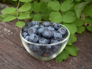 Borówka na Górce will cooperate. We are a blueberry