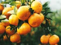 Fresh Mandarin We are a Exporter and supplier of Fresh Mandarin(Kinnow).Our Mandarin are high quality.Due to our sorting process our Mandarin gives nil damage