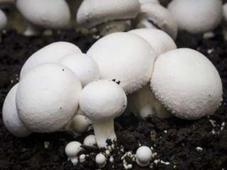 I will sell white mushrooms, fresh.