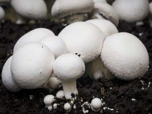 I will sell white mushrooms, fresh
