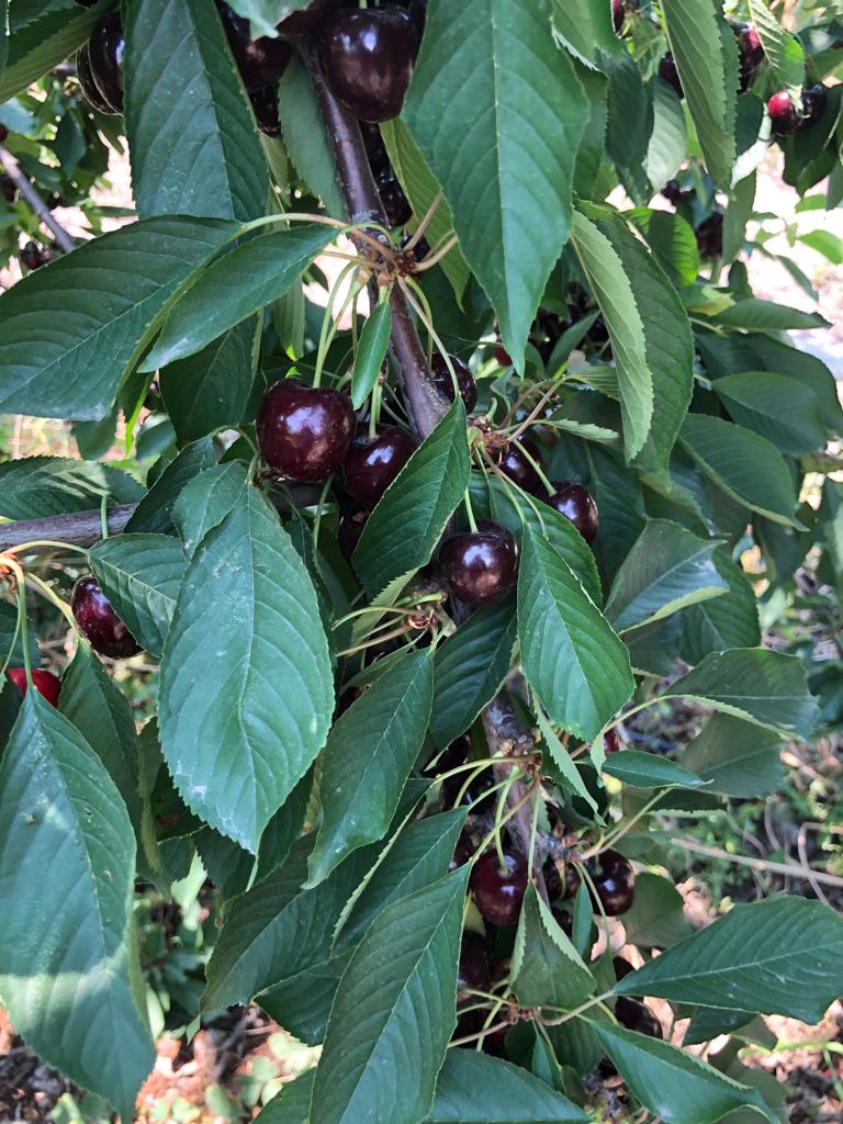 Starting from end of May up to end of July in stock we have premium grade cherry, available air cargo min