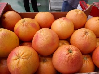 Starting from end of September start our citrus season