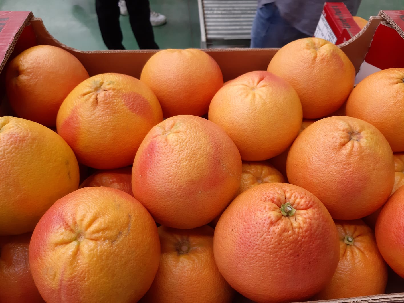 Starting from end of September start our citrus season min