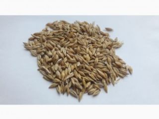 Sowing material I offer barley, crop 2019.Grain is pure,