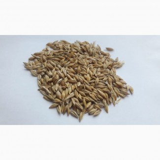 Sowing material I offer barley, crop 2019.Grain is pure, without any impurities