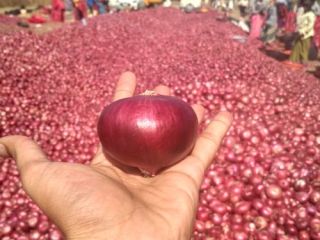Product Type: Liliaceous Vegetabless Type: Onion Style: Fresh Cultivation