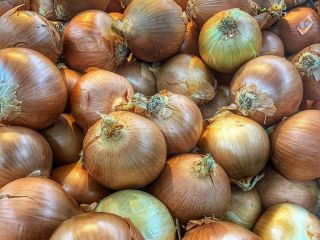 we have fresh harvest of red and yellow onion