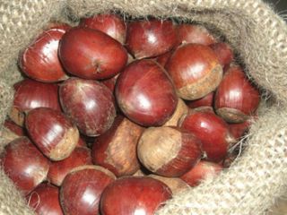 Factory Sales Direct Walnut Kernels with Top Quality/ Walnut
