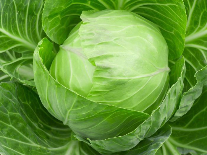 Fresh cabbage for cheap price