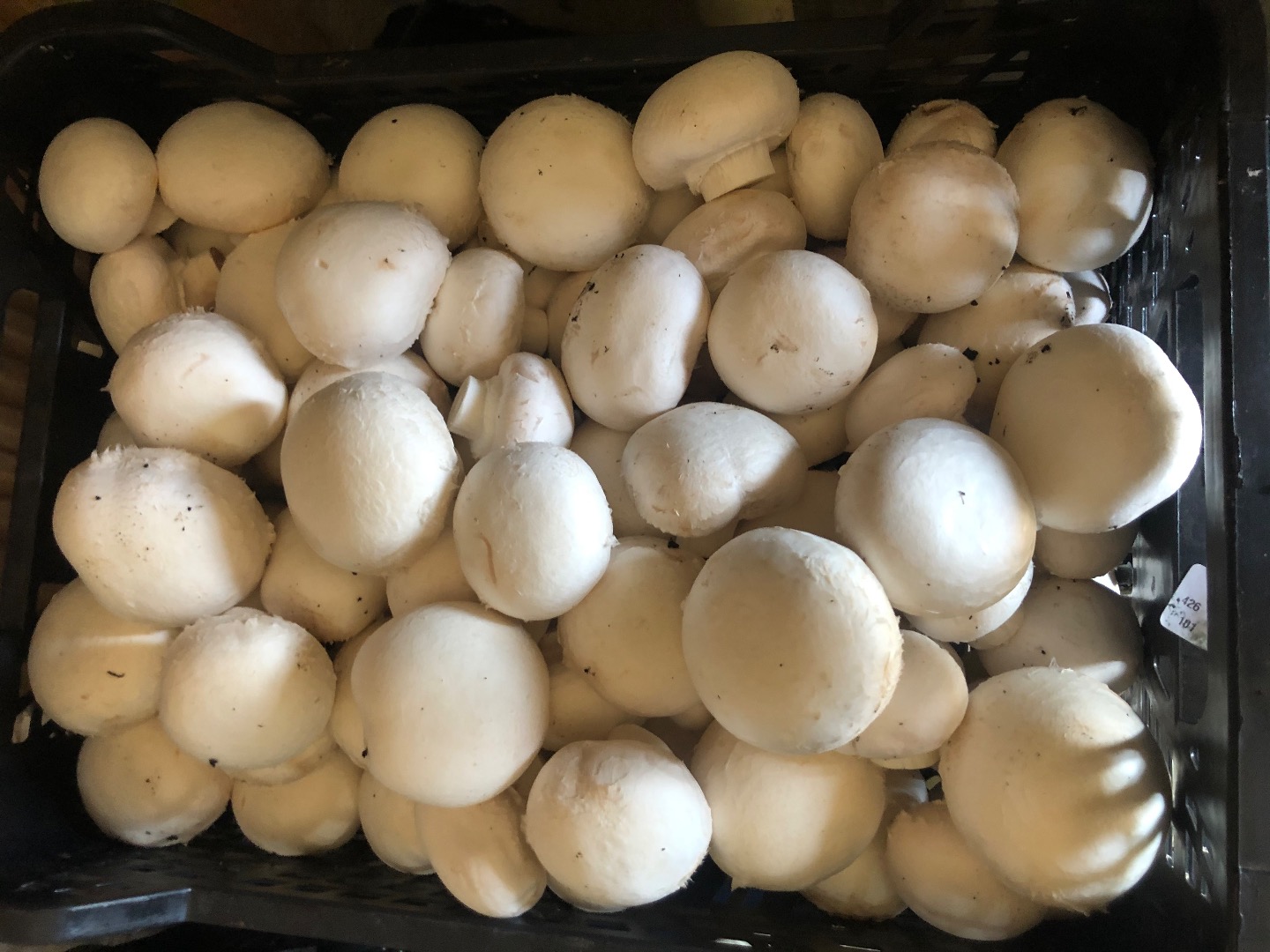 I will sell fresh mushrooms straight from the producer