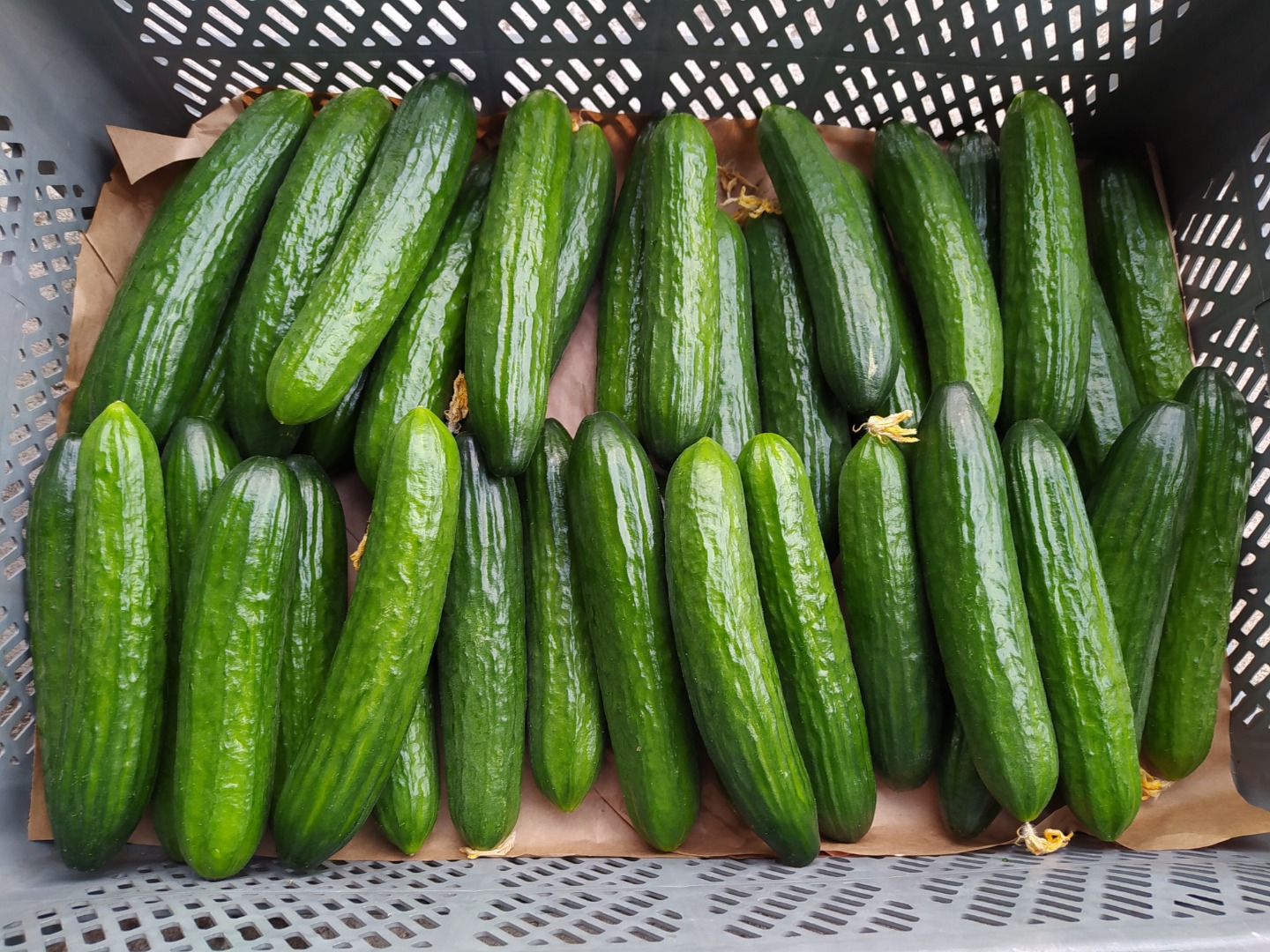Will establish cooperation with the recipient of the greenhouse cucumber Pacto variety cultivated using a traditional method in the ground (not mineral wool)